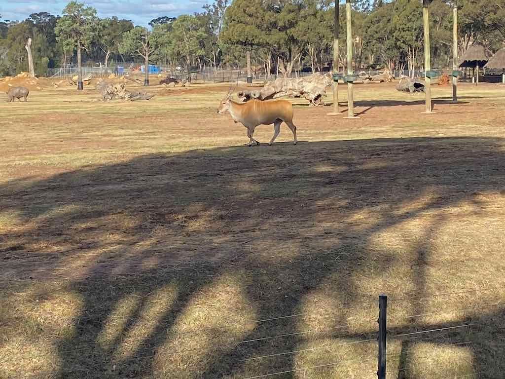 Dubbo Zoo , Parkes Orange & Bathurst Image -6a121b1baad1b