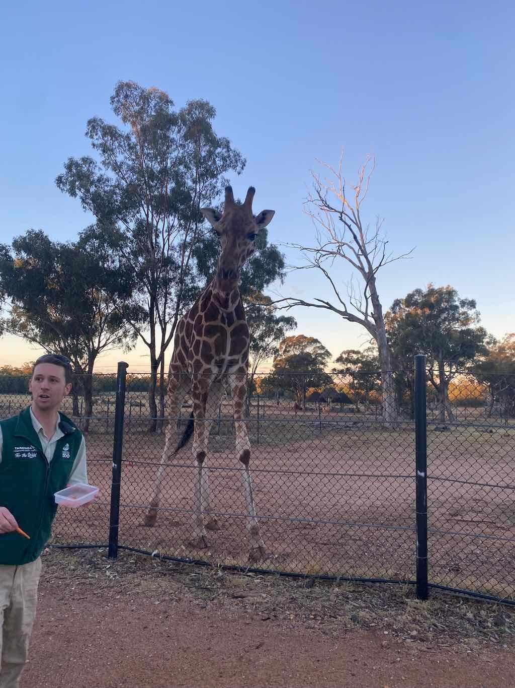 Dubbo Zoo , Parkes Orange & Bathurst Image -6a121b1dd2f21