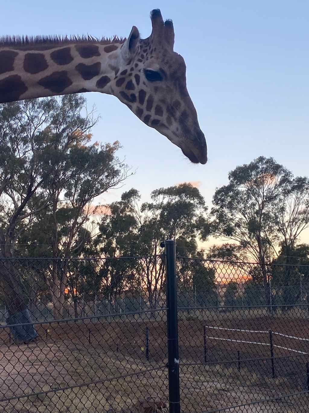 Dubbo Zoo , Parkes Orange & Bathurst Image -6a121b210f294