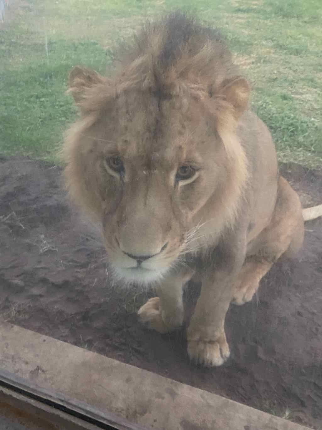 Dubbo Zoo , Parkes Orange & Bathurst Image -6a121b23d692e