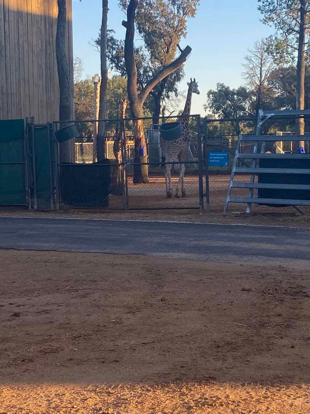 Dubbo Zoo , Parkes Orange & Bathurst Image -6a121b2a84d85