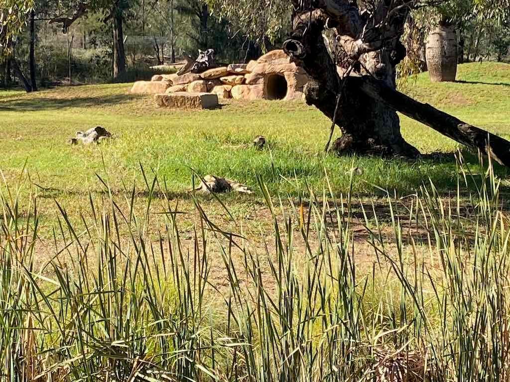 Dubbo Zoo , Parkes Orange & Bathurst Image -6a121b2c9ea49