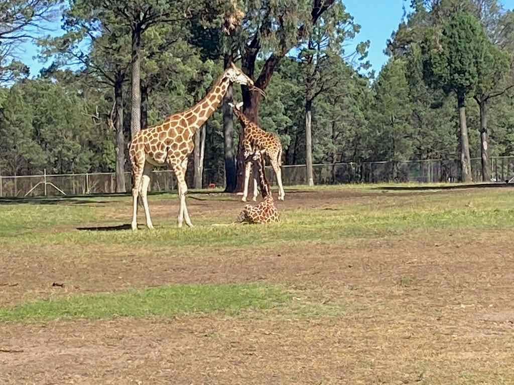 Dubbo Zoo , Parkes Orange & Bathurst Image -6a121b3019486