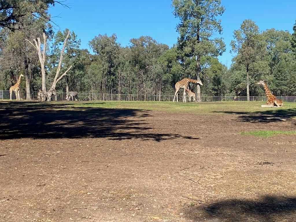 Dubbo Zoo , Parkes Orange & Bathurst Image -6a121b306df22
