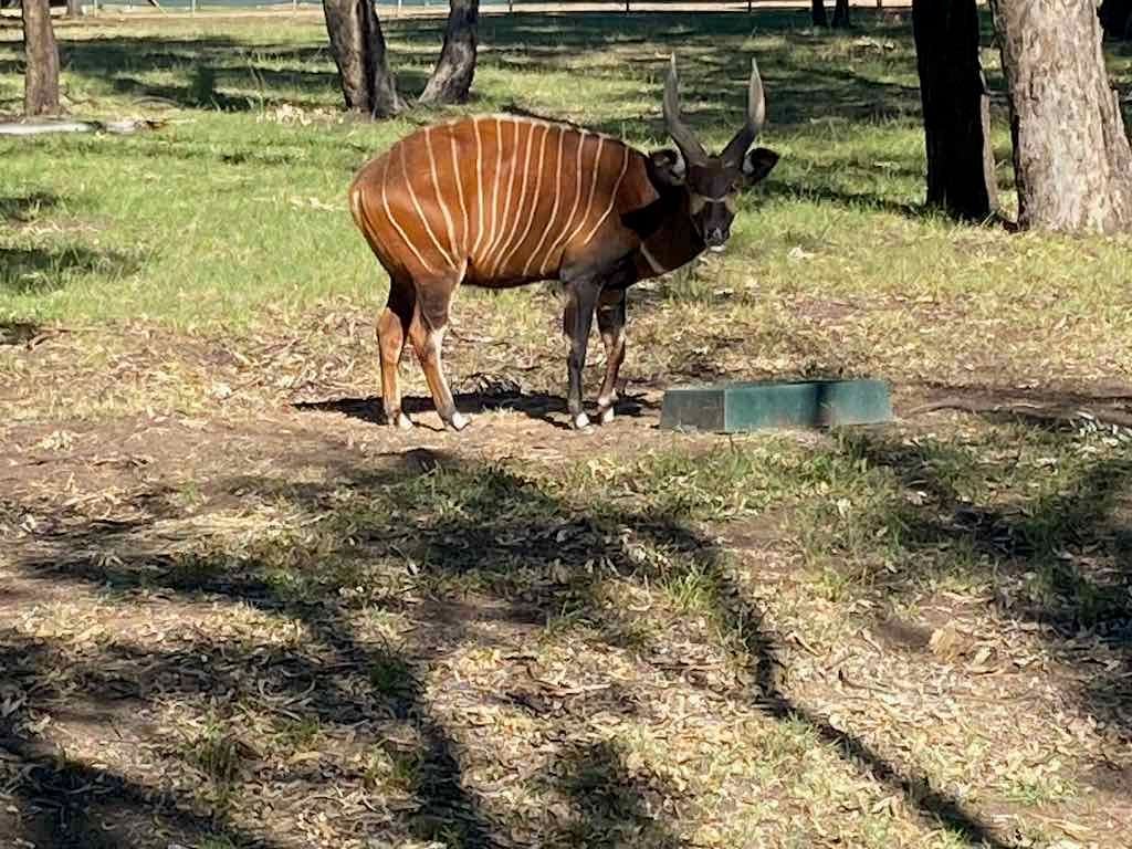 Dubbo Zoo , Parkes Orange & Bathurst Image -6a121b30b6138
