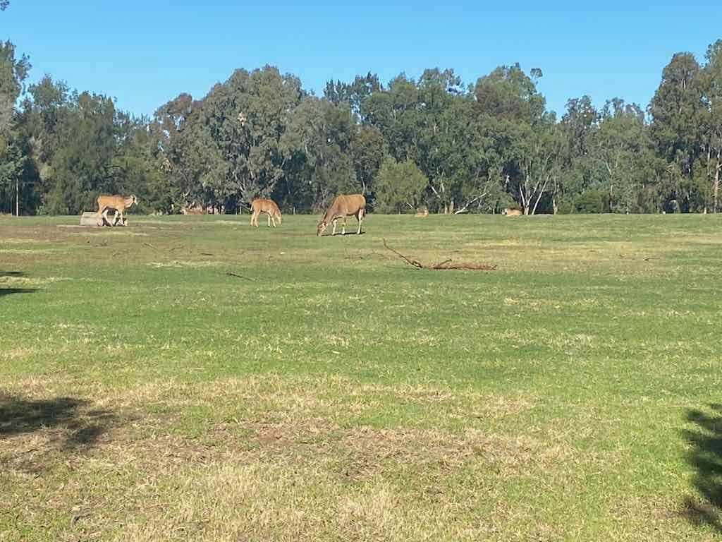 Dubbo Zoo , Parkes Orange & Bathurst Image -6a121b31acebc