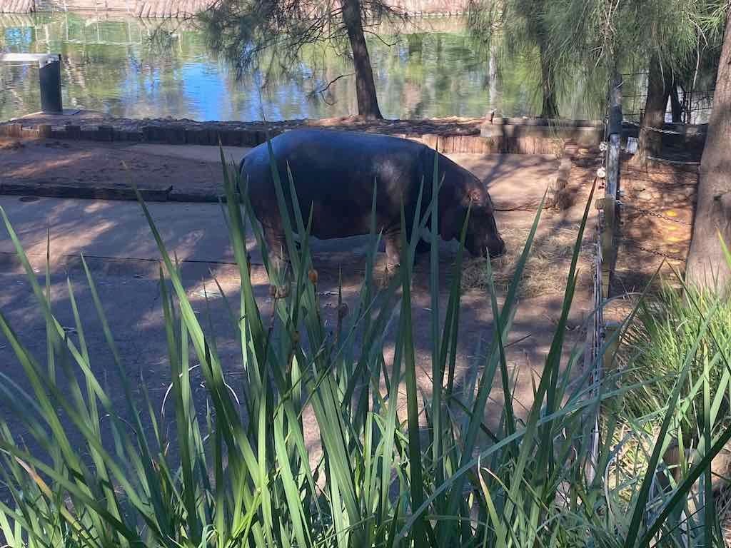 Dubbo Zoo , Parkes Orange & Bathurst Image -6a121b3294dbe