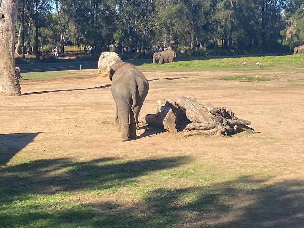 Dubbo Zoo , Parkes Orange & Bathurst Image -6a121b33beffc