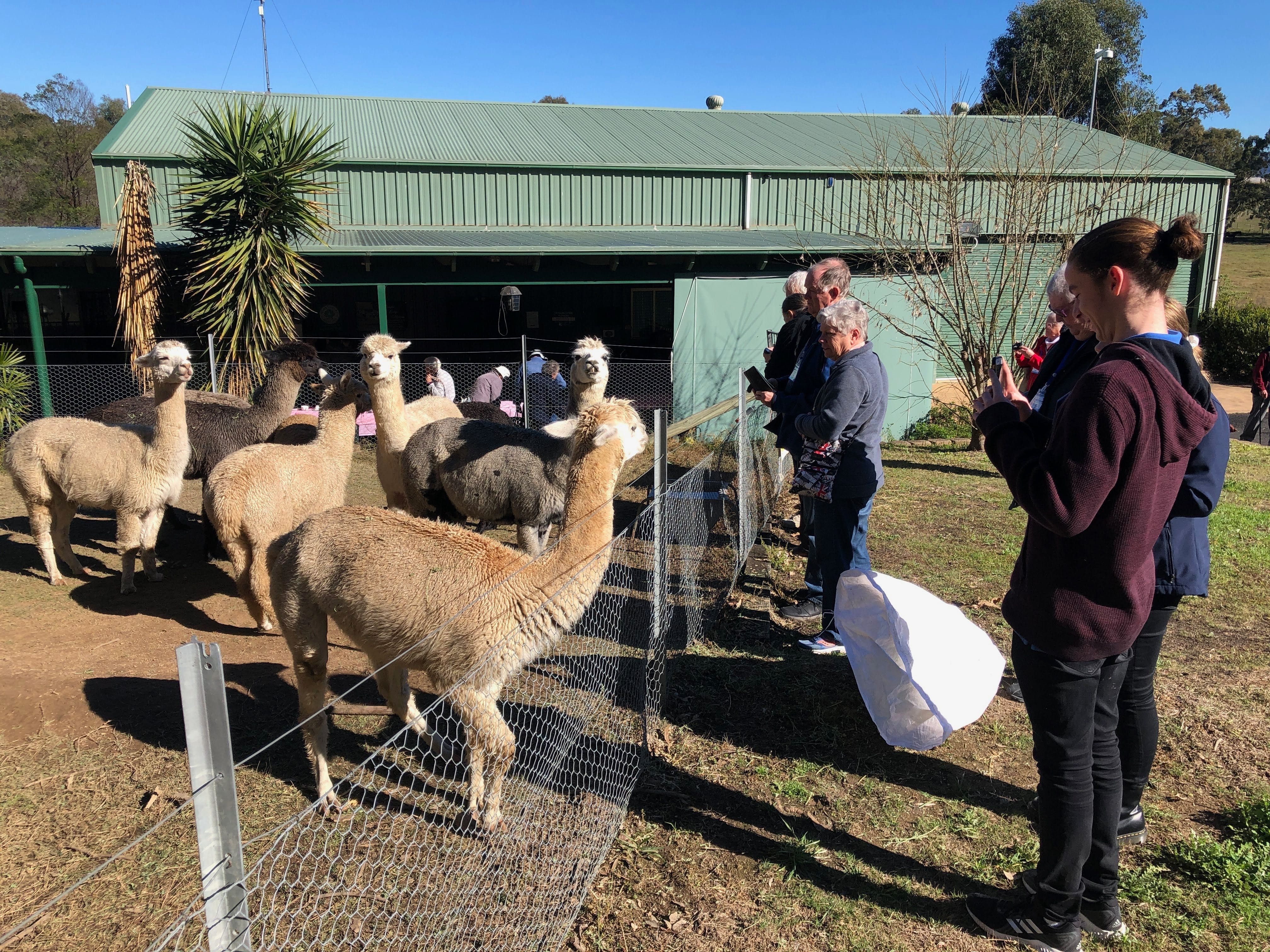 Connect Coaches Public Day Tour - Tanglin Lodge Alpaca Farm