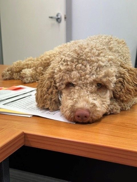 Meet the Team: Wally Meet the Team: Wally