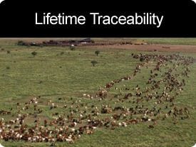 Lifetime Traceability