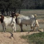 Boer Bucks Image -50c82945dbfd5