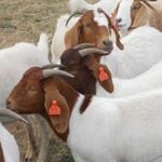 Meat Goats Image -50ece98b25669