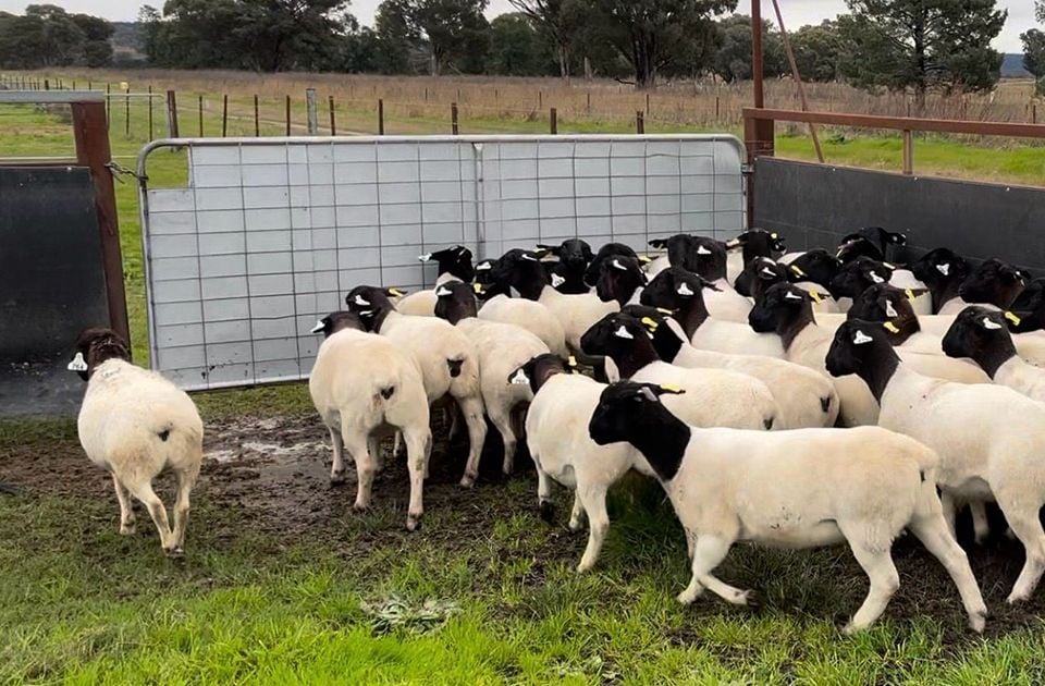 Kennedy Creek Livestock Centre