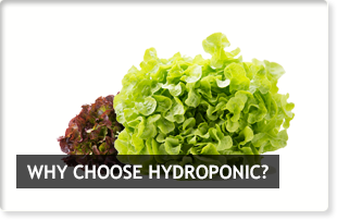 Why Choose Hydroponic