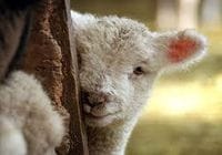 Lamb & Calf Care