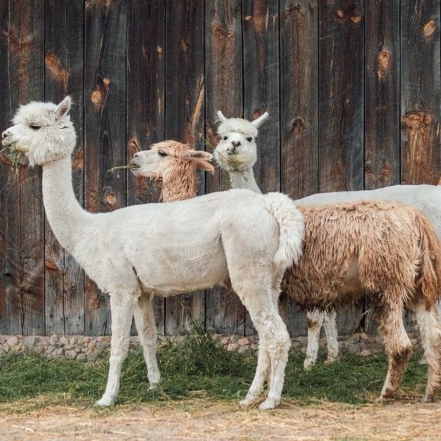 undskylde Skilt flamme Thinking of getting alpacas? Here's all you need to know