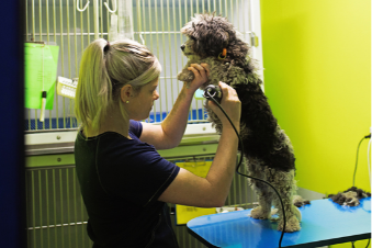 Knox Veterinary | Companion Animal Services
