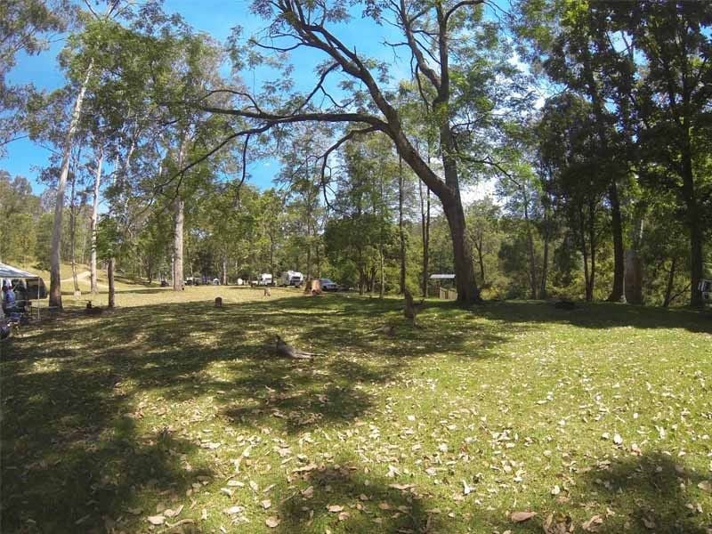 Peach Trees, Jimna SF, North of Brisbane