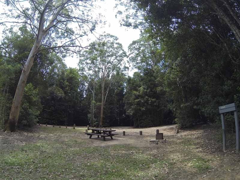 Bell Bird, Washpool NP, East of Glen Innes