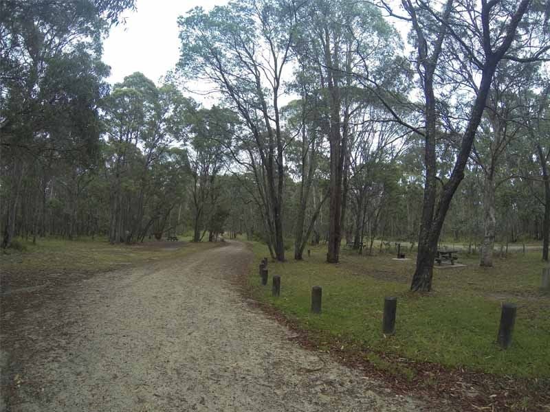 Native Dog, Cathedral NP, Ebor