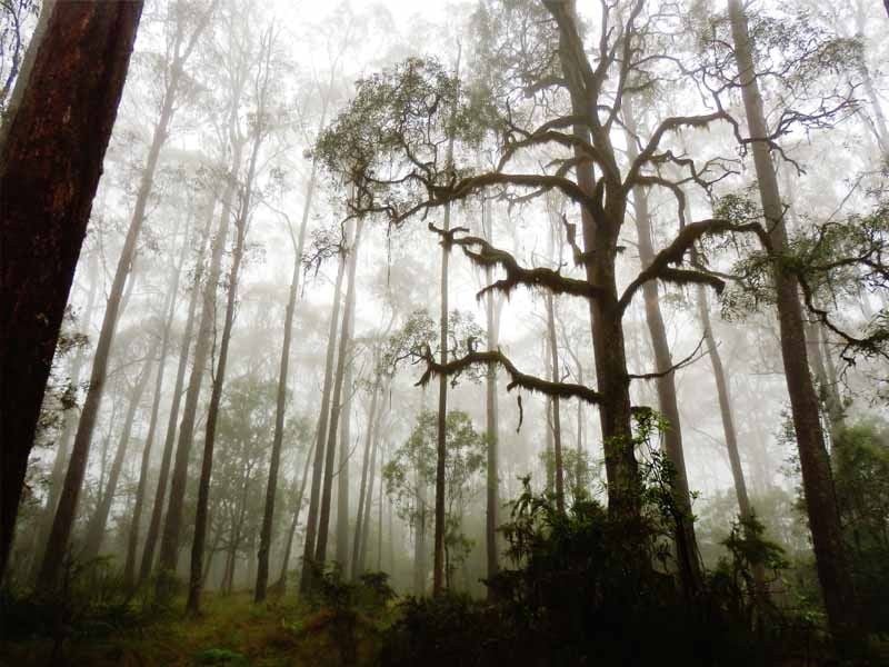 Thungutti, New England National Park, Ebor