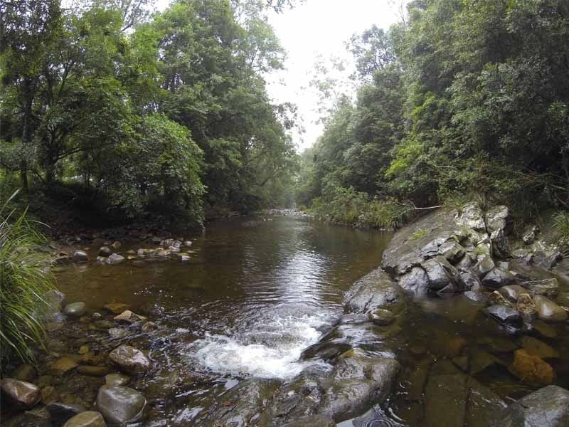 Frying Pan Creek, Chinchester State Forest, Gloucester Region