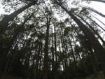 The Pines, Onley State Forest, South West of Newcastle