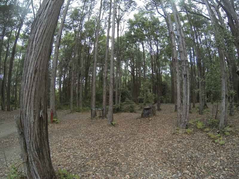Turpentine, Onley State Forest, South West of Newcastle
