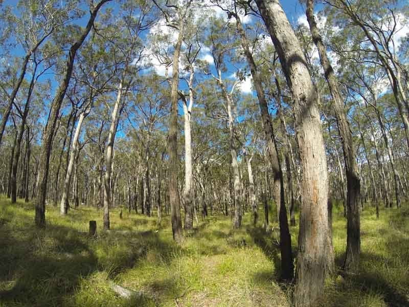 Frog Buttress, Mt French NP - Aratula Region