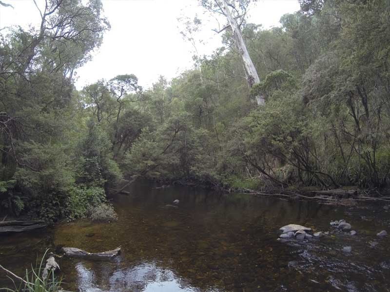 McClelland Camp Area, Big River State Forest