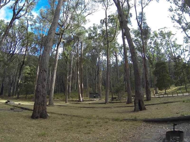 Fern Tree, Mt Buangor SP, East of Ararat