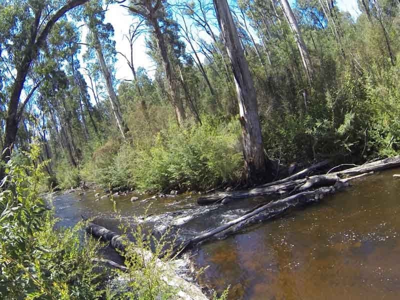 Cassinia Camp, Murrindindi SR, South of Yea
