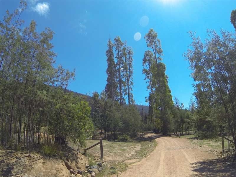 The Ferns, Murrindindi SR, South of Yea