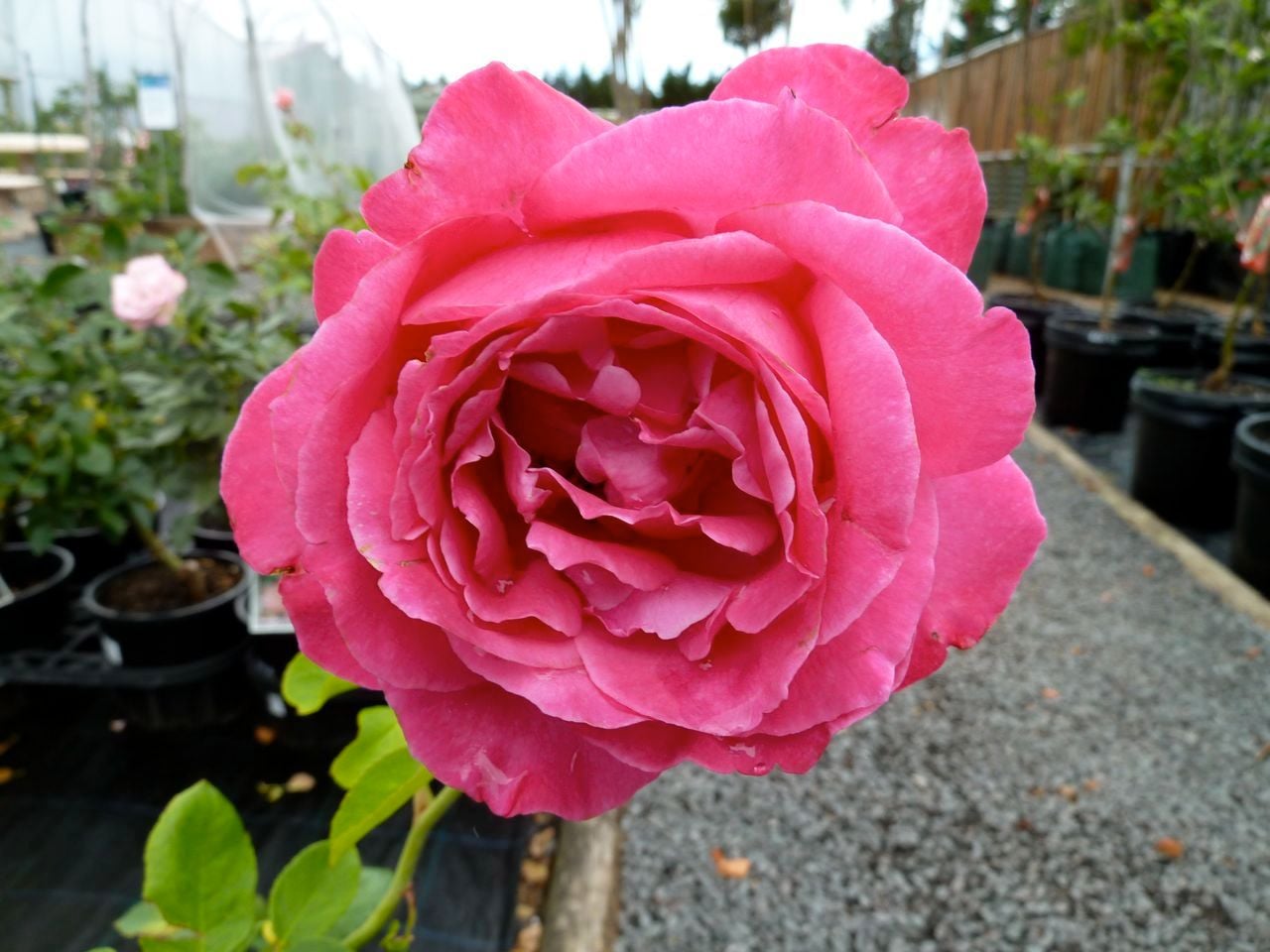 The Nursery Image -534d08df96ed6