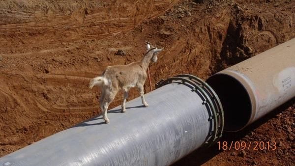 Goat on pipeline