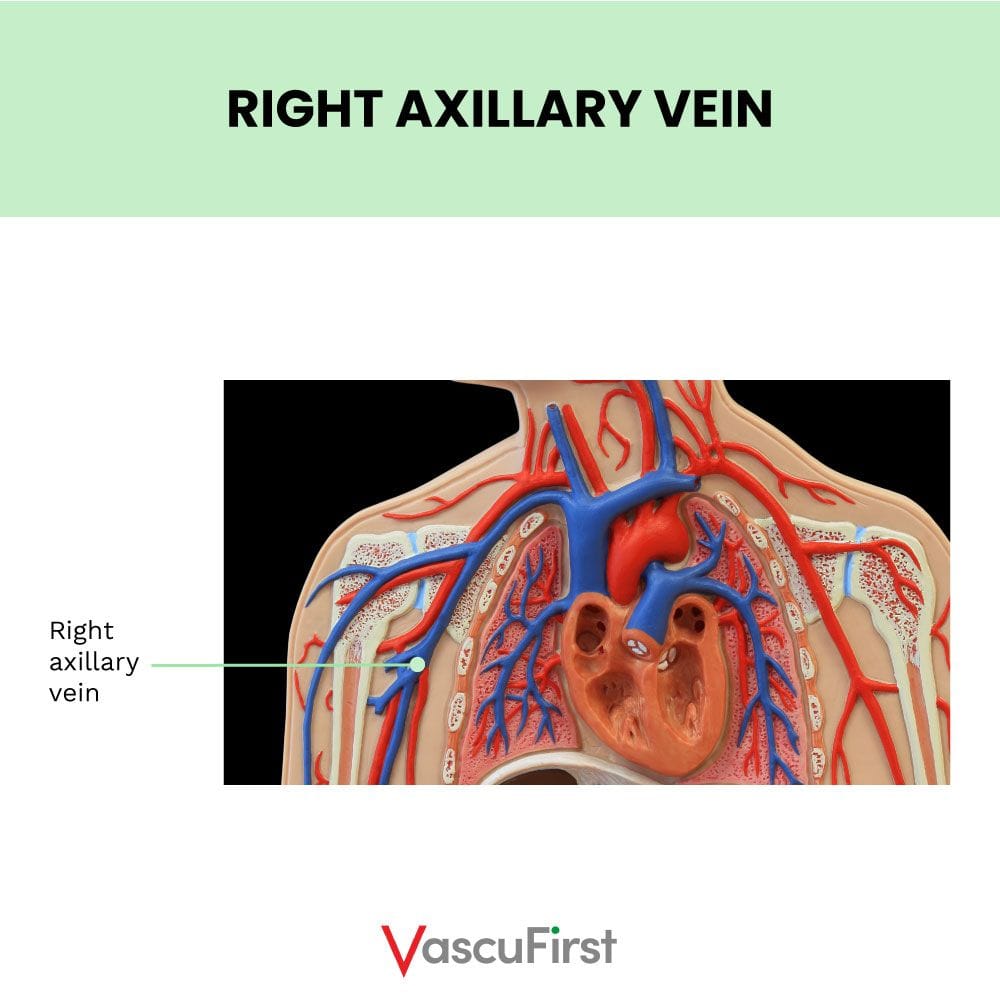 Subclavian Vein Axillary Vein