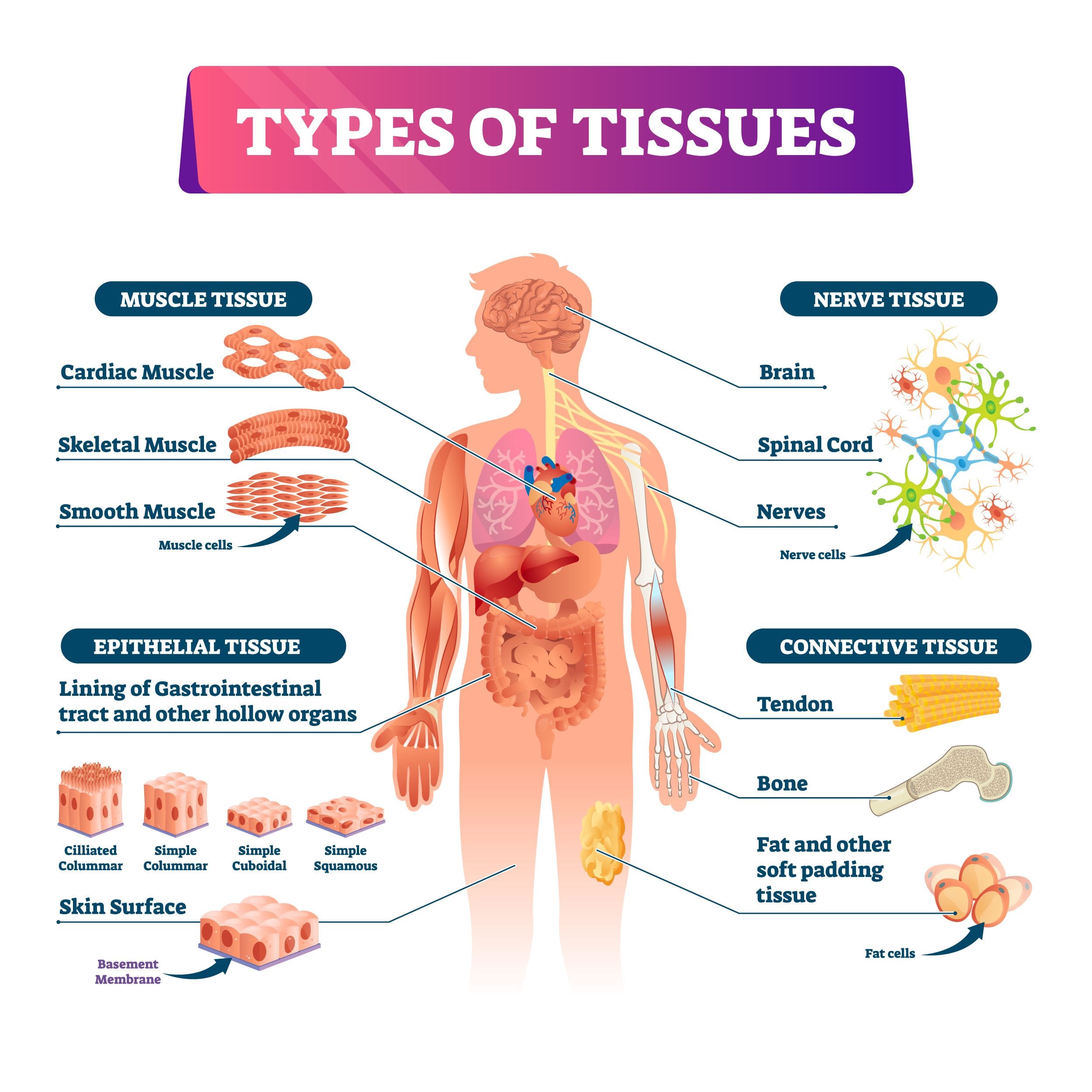 types of cells in the human body