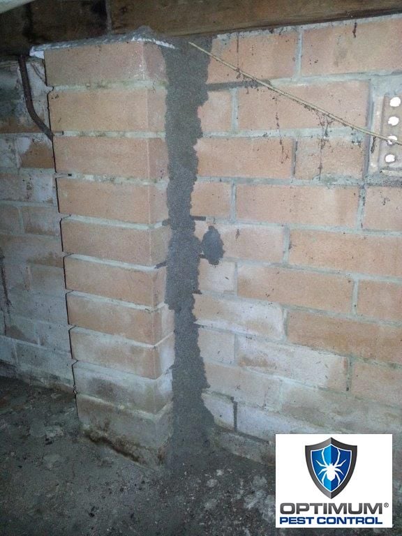 Termite Treatment Gold Coast