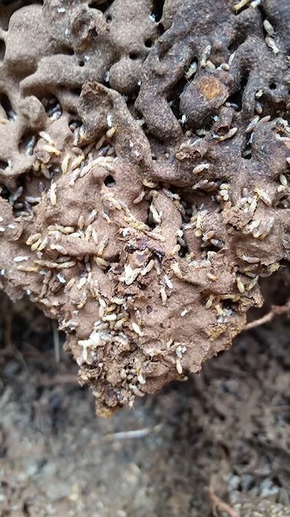 termite treatment gold coast