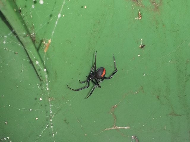 redback spider pest control gold coast
