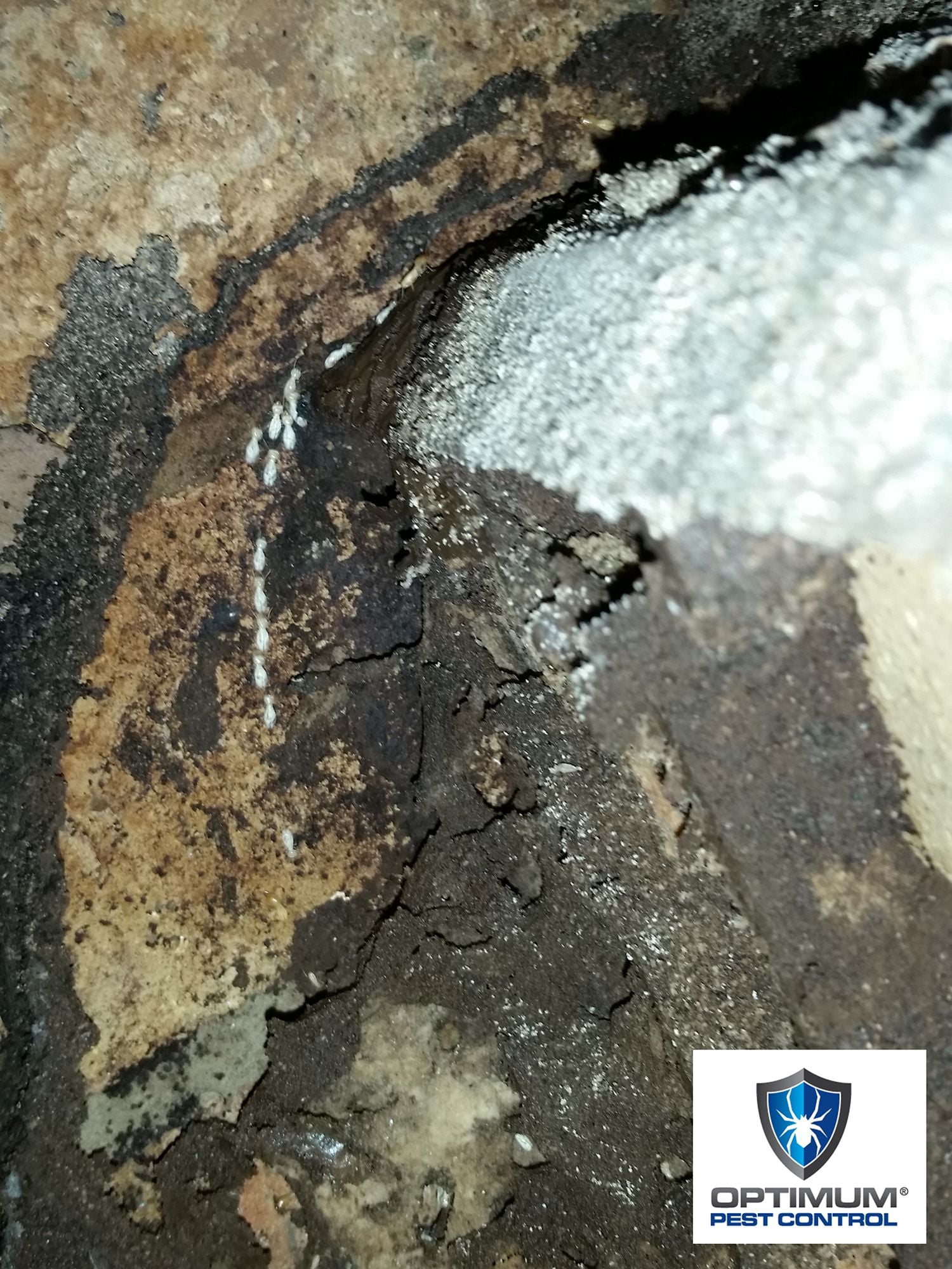 termites exterra optimum pest control