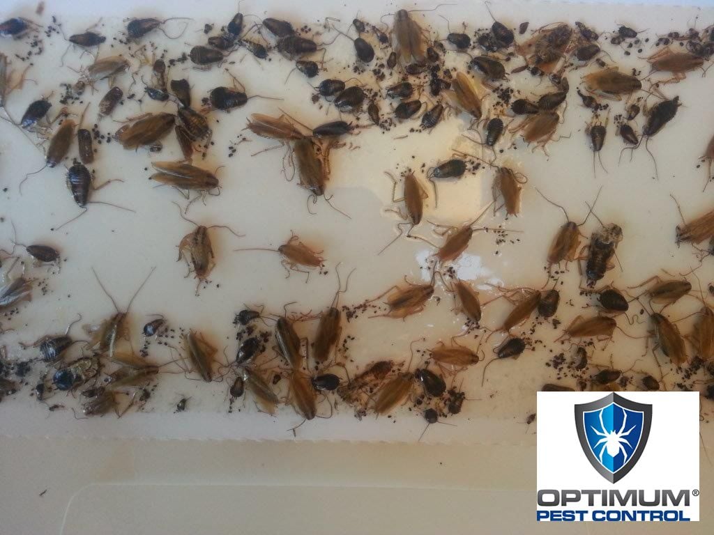 pest control gold coast