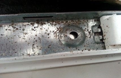 pest control gold coast