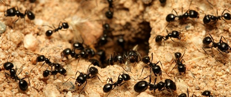 ants pest control gold coast