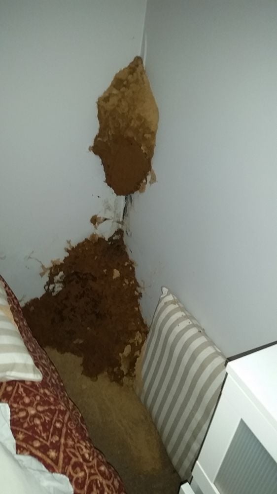 Termite Treatment Gold Coast