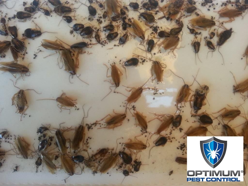 pest control gold coast