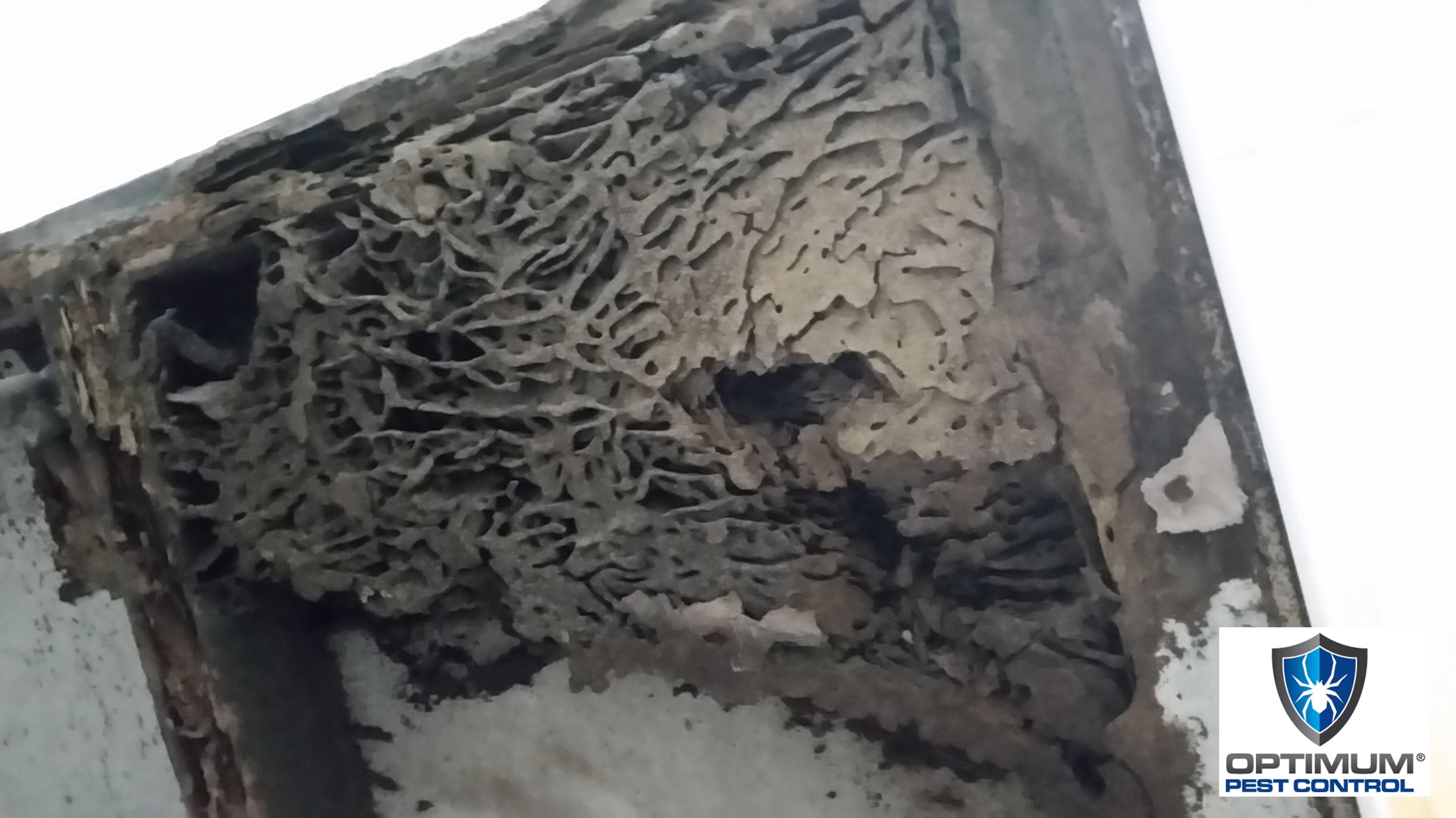 Termite Treatment Gold Coast