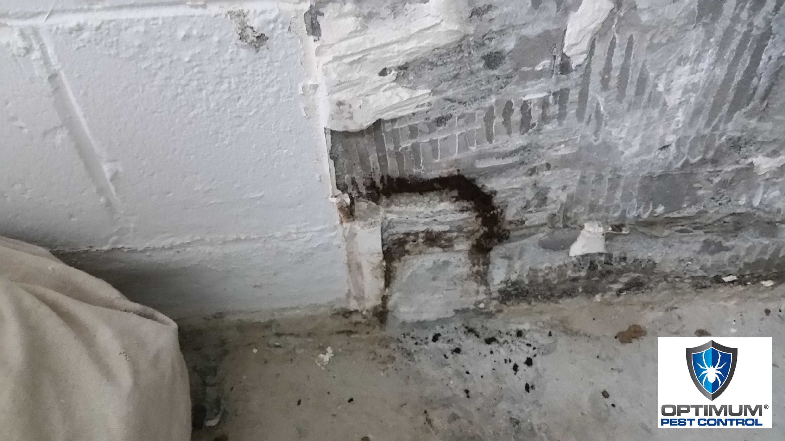 Pest Control Gold Coast