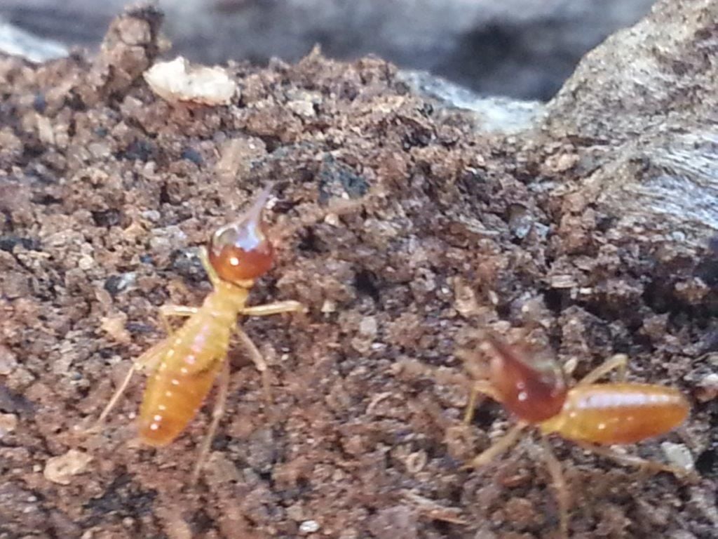 termites gold coast